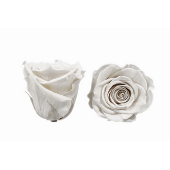 stabilisierte Rosenblüte (Weiss) 4.5-6cm